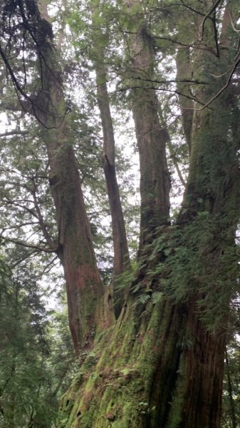 檜山巨木群步道2324162