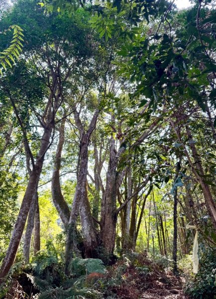 能高瀑布 福興山尋血藤3022547