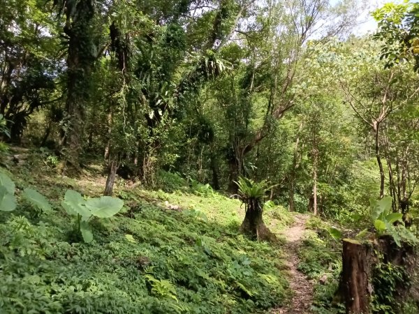 雙溪區大埤古道左線+柑腳山+570峰+大埤格+大埤古道右線O型2828794