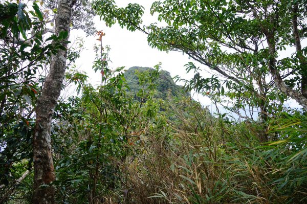 新竹關西鎮 水田林道之貴妃&那結山連走1539731