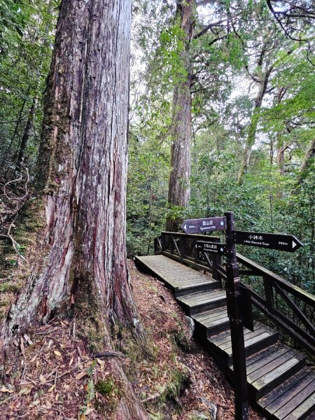 大雪山森林遊樂區森林浴步道2966013