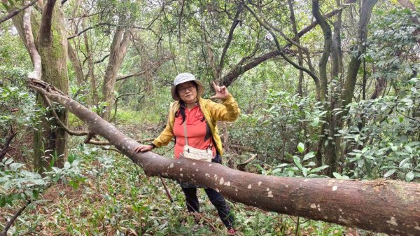 關西大東坑山/草長難過  順訪東安古橋2930501