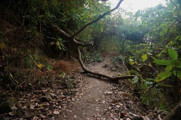 三腳南山登山步道2009928