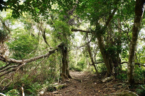 宜蘭 南澳 澳花山2881288
