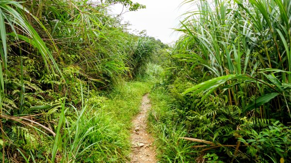 桶後越嶺古道2876798