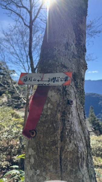 20260214 小百岳藤枝山3002999