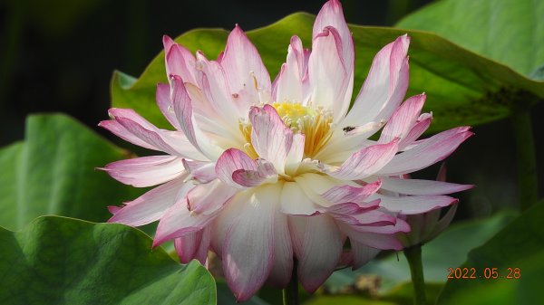 雲山水花鳥蝶 - 天龍國阿伯的日常  瀕危的 #東方白鸛 #A201720134