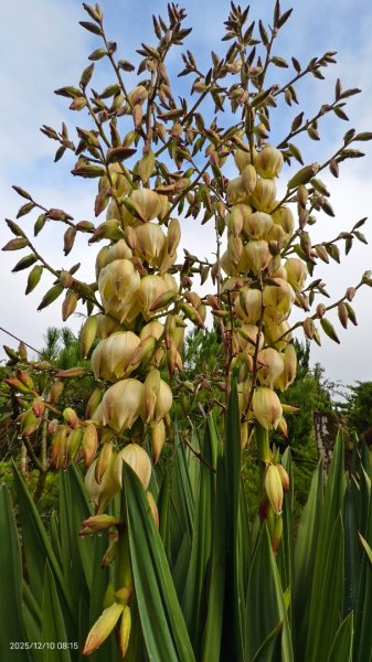 陽明山趴趴走 12/102958585