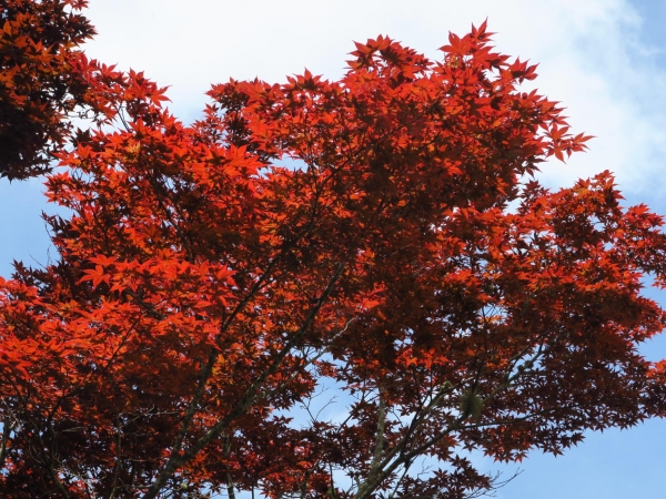 台灣唯一盛夏紫葉槭楓紅大爆發51768