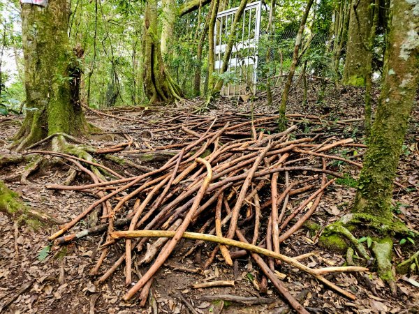野馬瞰山步道-2025森遊竹縣皮皮獅探險隊2895238