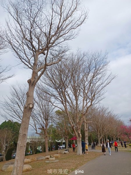 【台中后里】春日賞花。崴立機電櫻花公園2441584