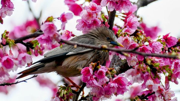 《青玉案・樂活櫻雲照水》2709183