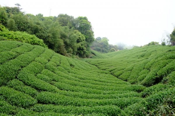 小百岳no56雲嘉大尖山903614