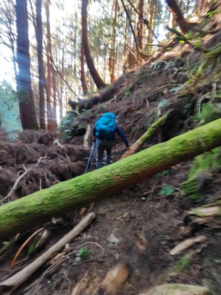 特富野古道>東水西峰>東水山>玉兒山>特富野古道（逆O)2743796