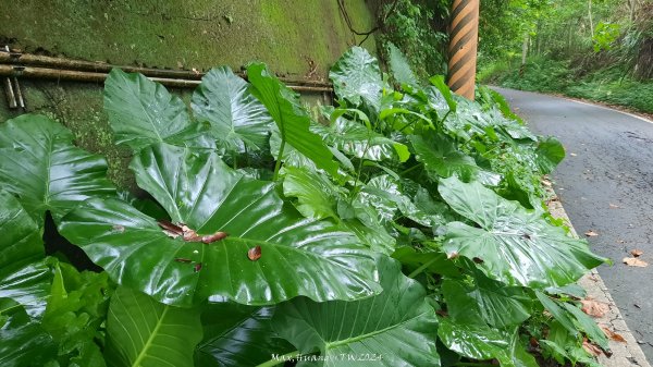 《彰化》西北雨後｜花壇大嶺巷步道群O繞202408242579740