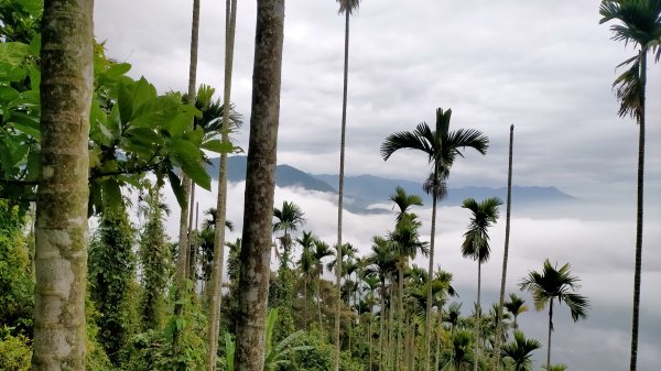 阿拔泉山稜線步道雲海1561750