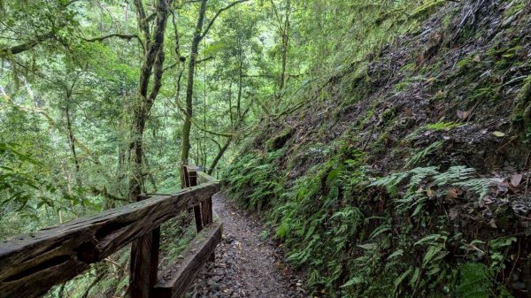 鎮西堡巨木步道群 (B區)2861156