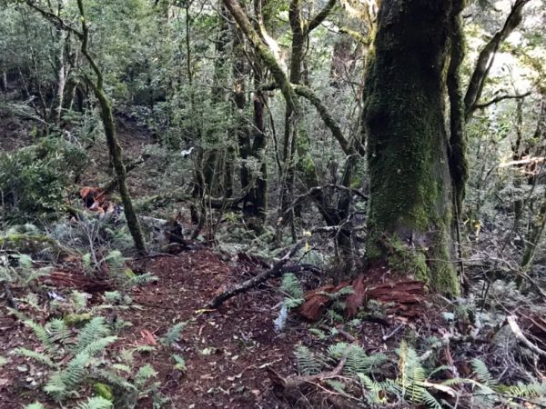 卡拉寶山登山步道407104