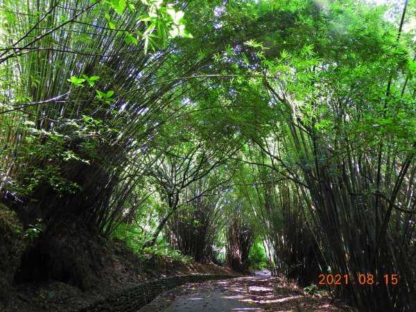 新北 石門 茶山步道、金寶山1436894