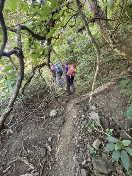 20251123三腳南山登山步道2944448