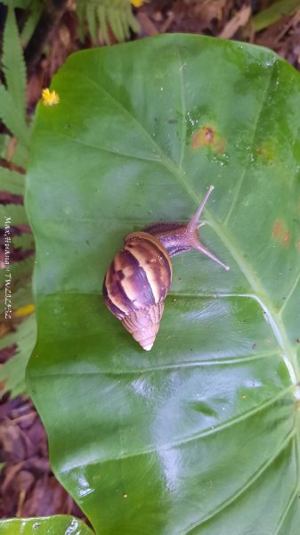 《台北》城市晨運｜南港公園後山埤公園O繞202505232795840