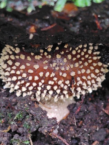 矢場谷山連走勃子山2804963