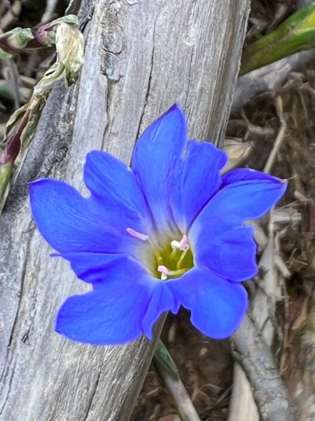 合歡山群峰（南峰、石門山、尖山、東峰）2626761