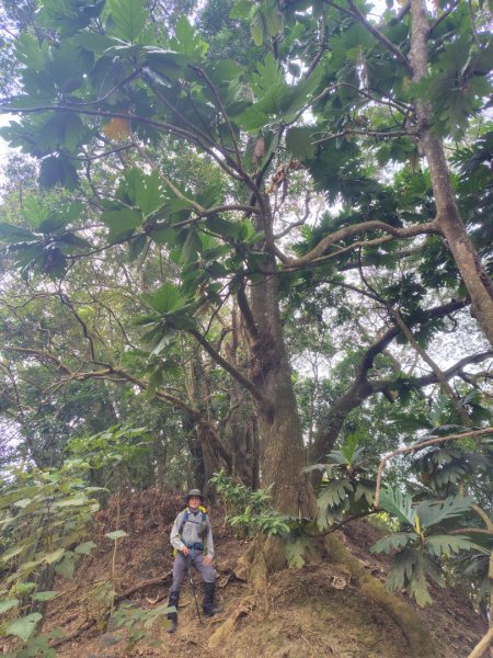 大棟山系南段 水利古道西口 上 竹高崙山 連走 鳥子嶺 坑仔內山 大崖山 下 龍目井農場2953150
