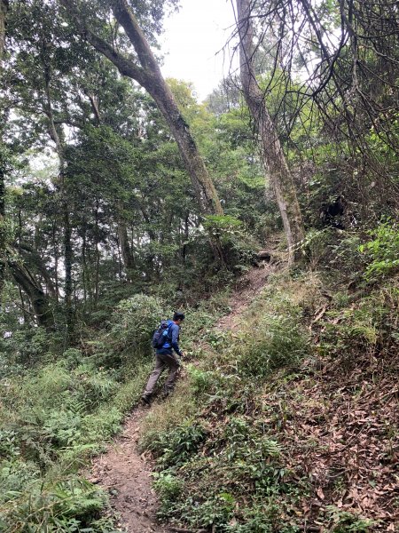 山上人家→鵝公髻山 原路折返689318