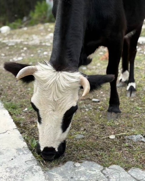 西藏♥️可愛動物🐎人物寫真/拉薩旅拍/美食2902883
