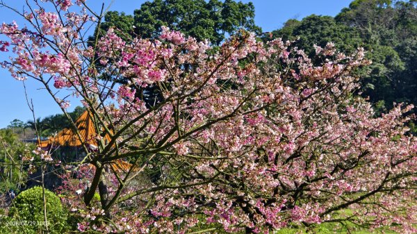 追花是簡單的快樂，賞花是恬淡的幸褔 1/292990548