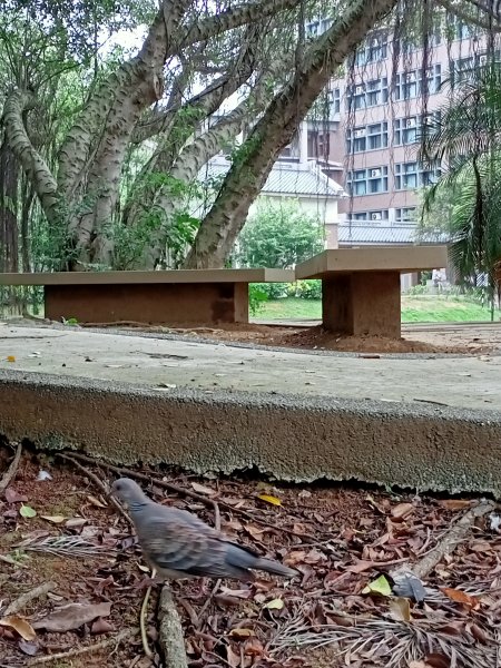 《綠草如茵、蒼松林立的中央大學 - 跟著兒子懷舊趣 》1380612