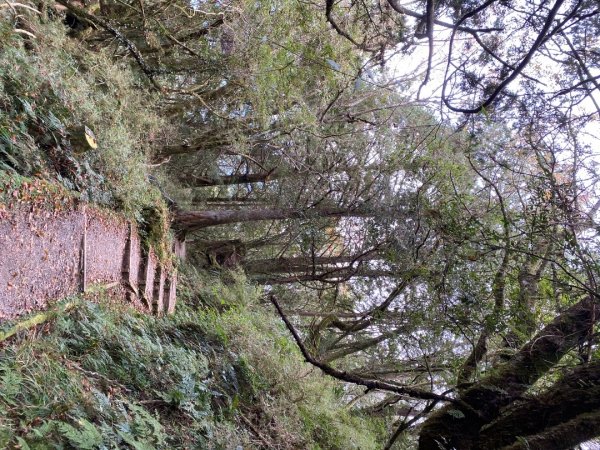 1131215大塔山步道2669071