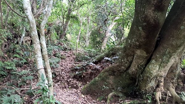 20250531 新竹關西 赤柯山及東獅頭山 O型2801098