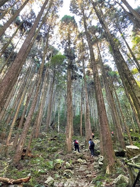 【台中。和平】綠蔭杉林大口森呼吸。 橫嶺山自然步道x橫嶺山主峰1497921