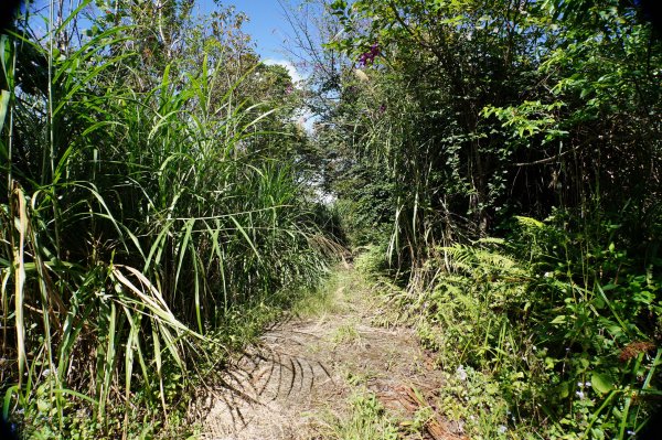 台中 和平 雪山坑山2925061