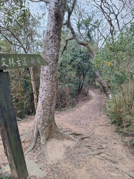 文林古道(鄧雨賢公園起登)202401222696181