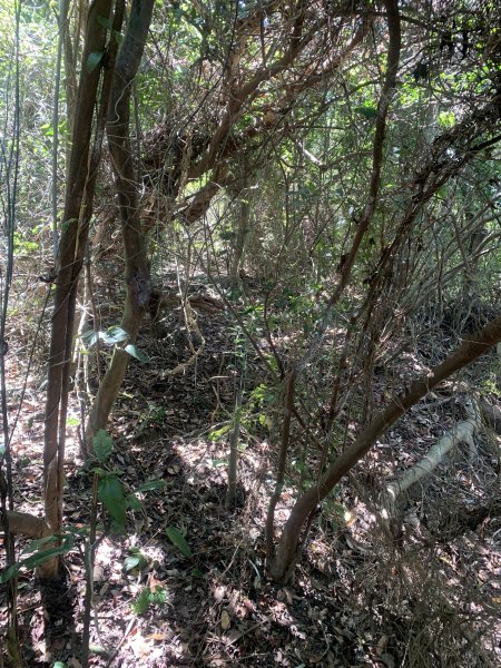 20250531屏東武潭山2803191