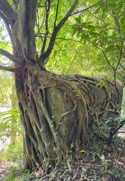 基隆小百岳：大武崙山#03 紅淡山#07 槓子寮山#04 逛吃瑞芳老街2922705