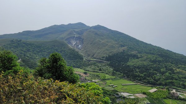 百拉卡公路人車分道菜公坑山賞花趣2120320