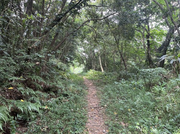 [皮皮獅Hike客任務-02/10] 2024_0720 渡南古道+飛鳳古道2557086