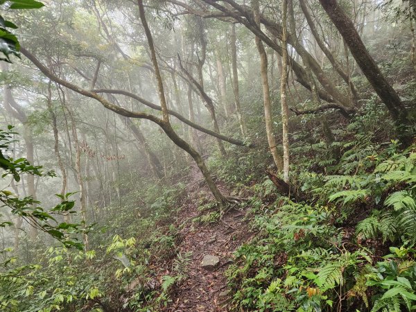 20230409那羅山、煤源山、大混山、道下山O型2141987