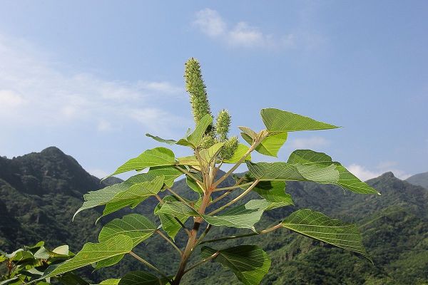 瑞芳南子吝登山步道204872