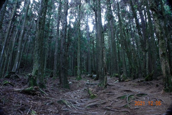 苗栗 泰安 榛山步道、榛山1540234