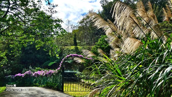 20251208雞寮坑山南稜線O走+鹿寮坑濕地賞景採果2969034