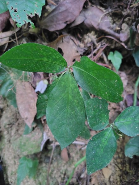 鳳鳴古道 鳳鳴山 南隘勇（南長城）古道 三湖山 八達嶺（龍骨）古道 綠色古道 延平古道2975111
