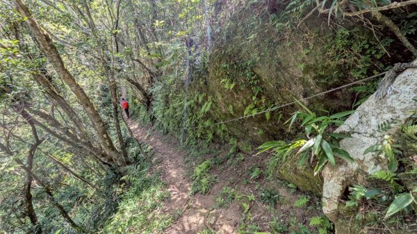 114.06.28內平林山-番子坑山-平湖森林遊樂區之O型2824247