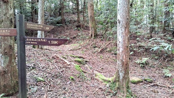 20230622 苗栗-雪見 東洗水山及北坑山 走走2192981