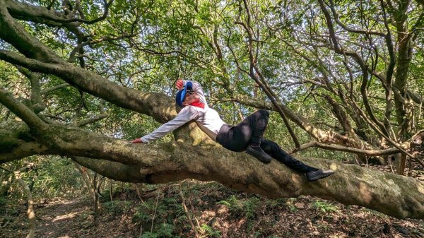 東勢大崙、東勢坑山、觀音湖山O走2986340