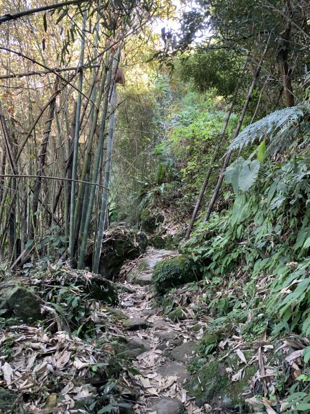 【小百岳】馬那邦山：竹林、楓葉、古戰場1198598